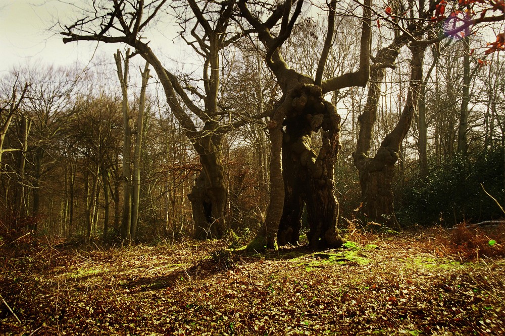 England Burnham Beeches