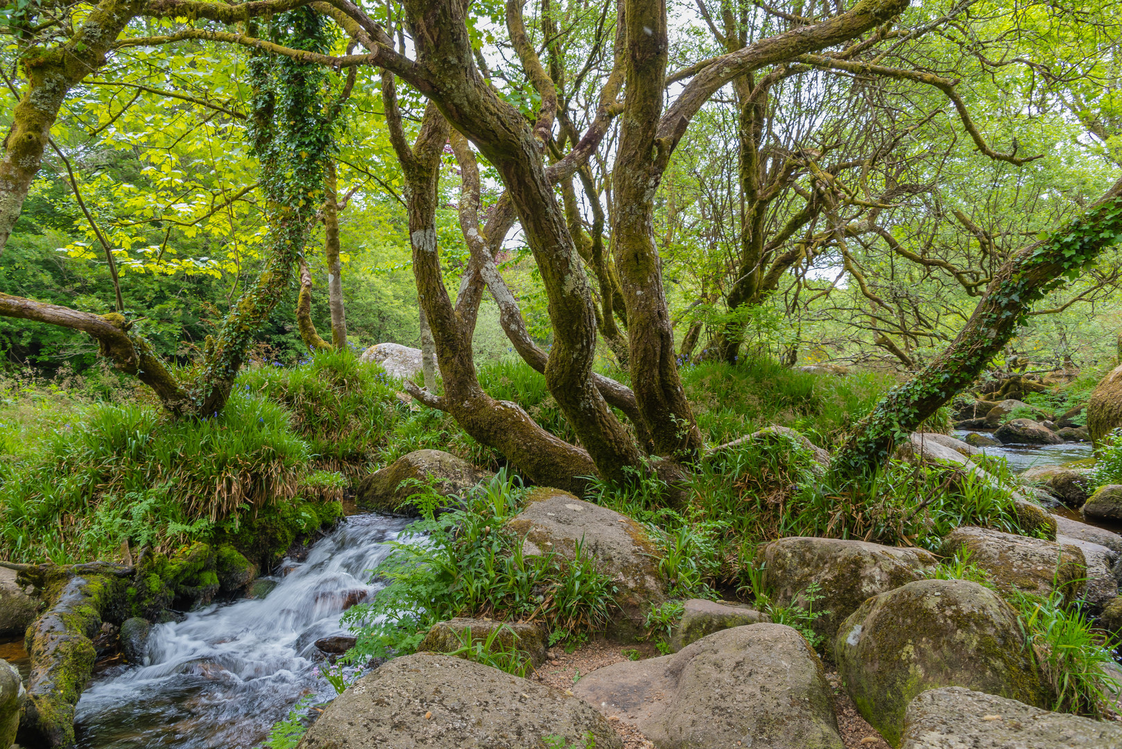 England Dartmoor