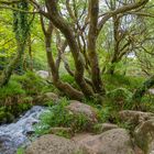 England Dartmoor