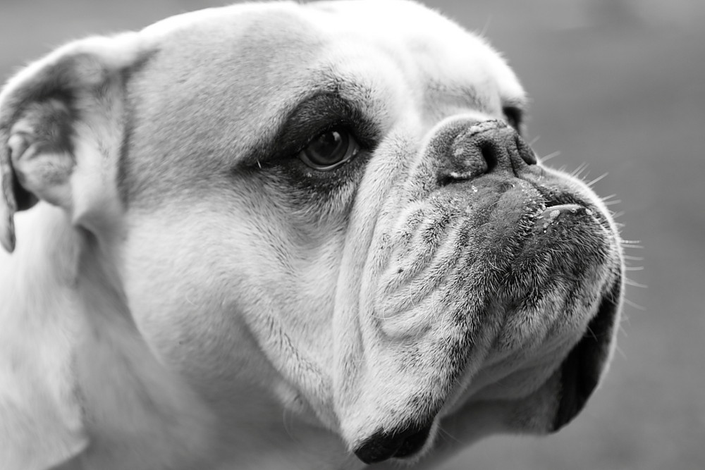 Englisch Bulldog "Amboss"