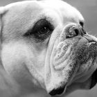 Englisch Bulldog "Amboss"