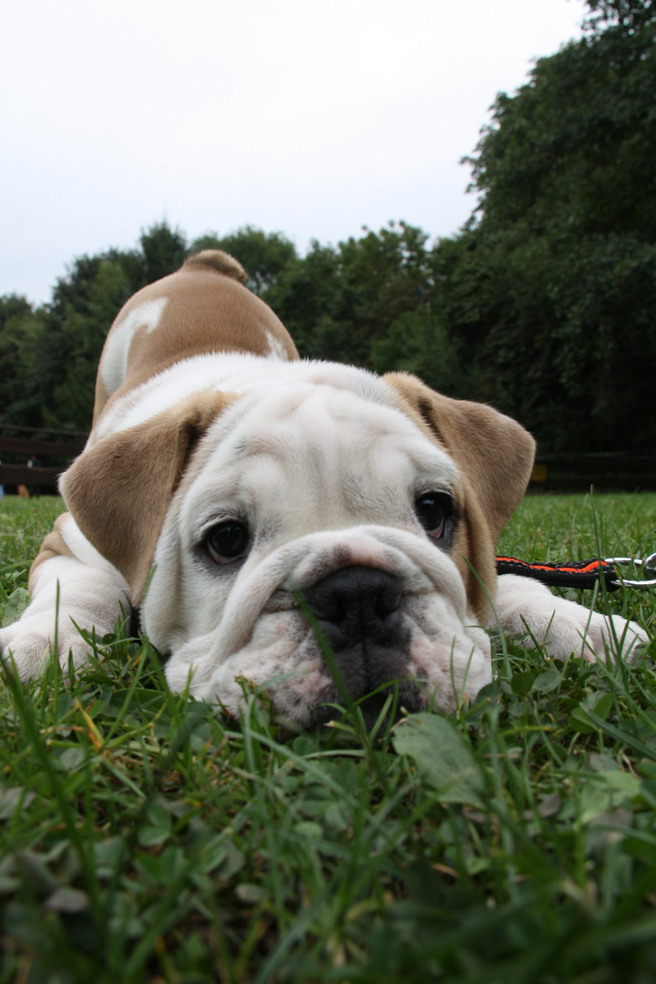 Englisch Bulldog Welpe