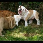 Englisch Bulldog Welpen