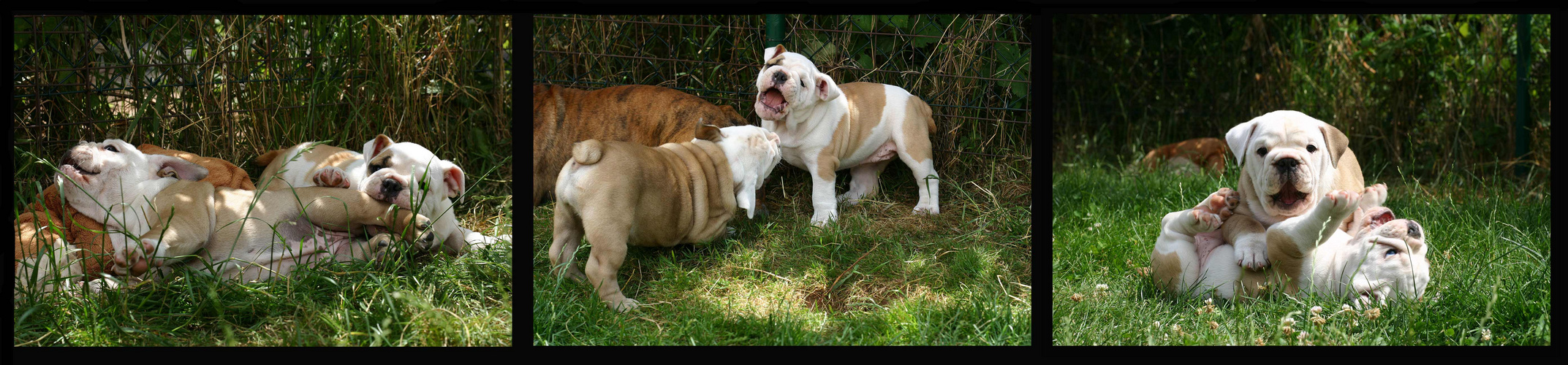 Englisch Bulldog Welpen