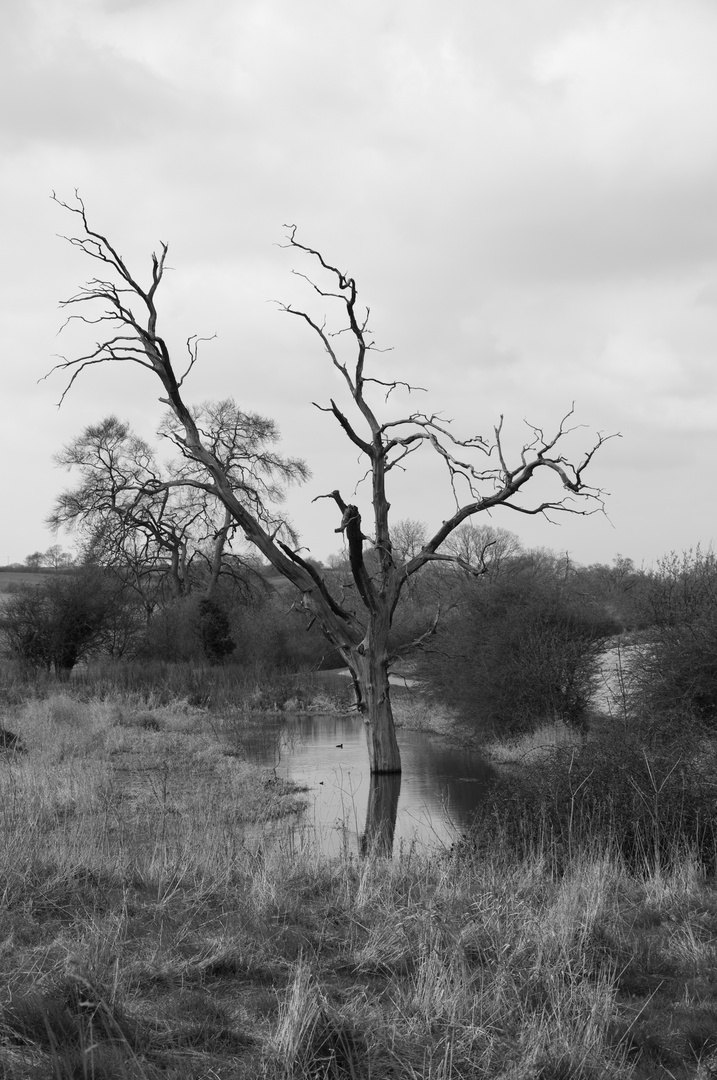 Englische Bäume stehen im Wasser