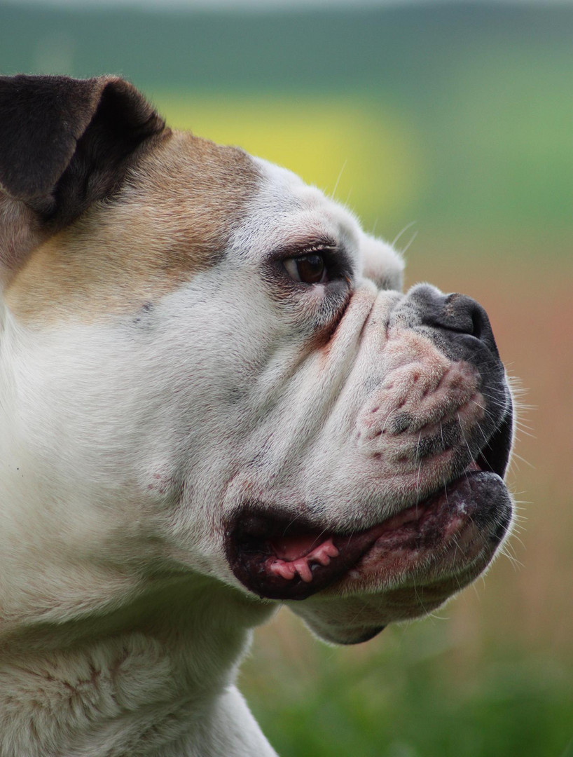 Englische Bulldogge