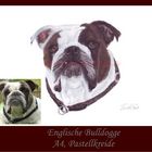 Englische Bulldogge