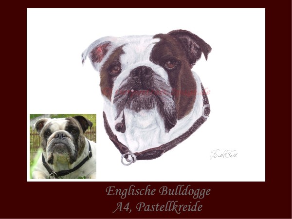 Englische Bulldogge