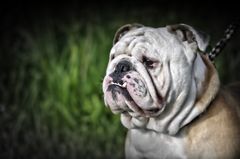 Englische Bulldogge