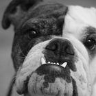 Englische Bulldogge