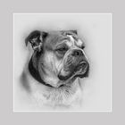 Englische Bulldogge