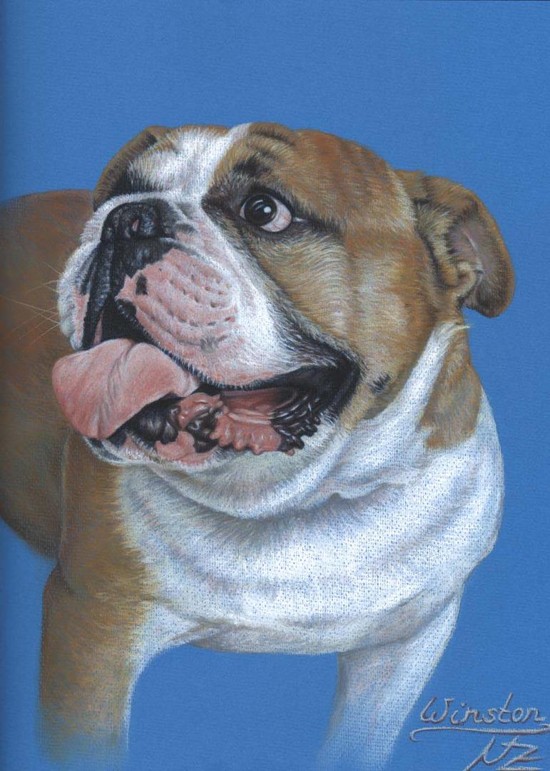 Englische Bulldogge