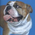 Englische Bulldogge