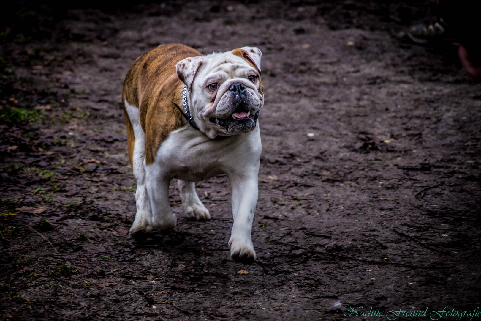 Englische Bulldogge