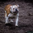 Englische Bulldogge