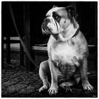 Englische Bulldogge