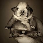 englische Bulldogge