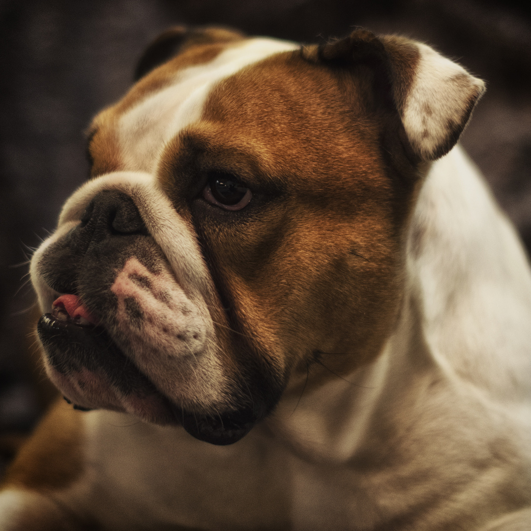 Englische Bulldogge