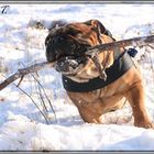 englische bulldogge...