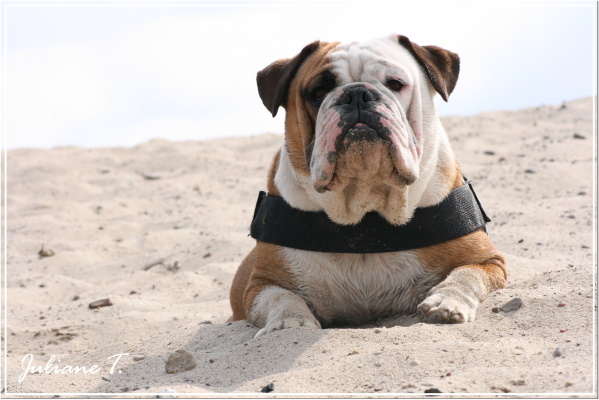 ...englische bulldogge baxter...