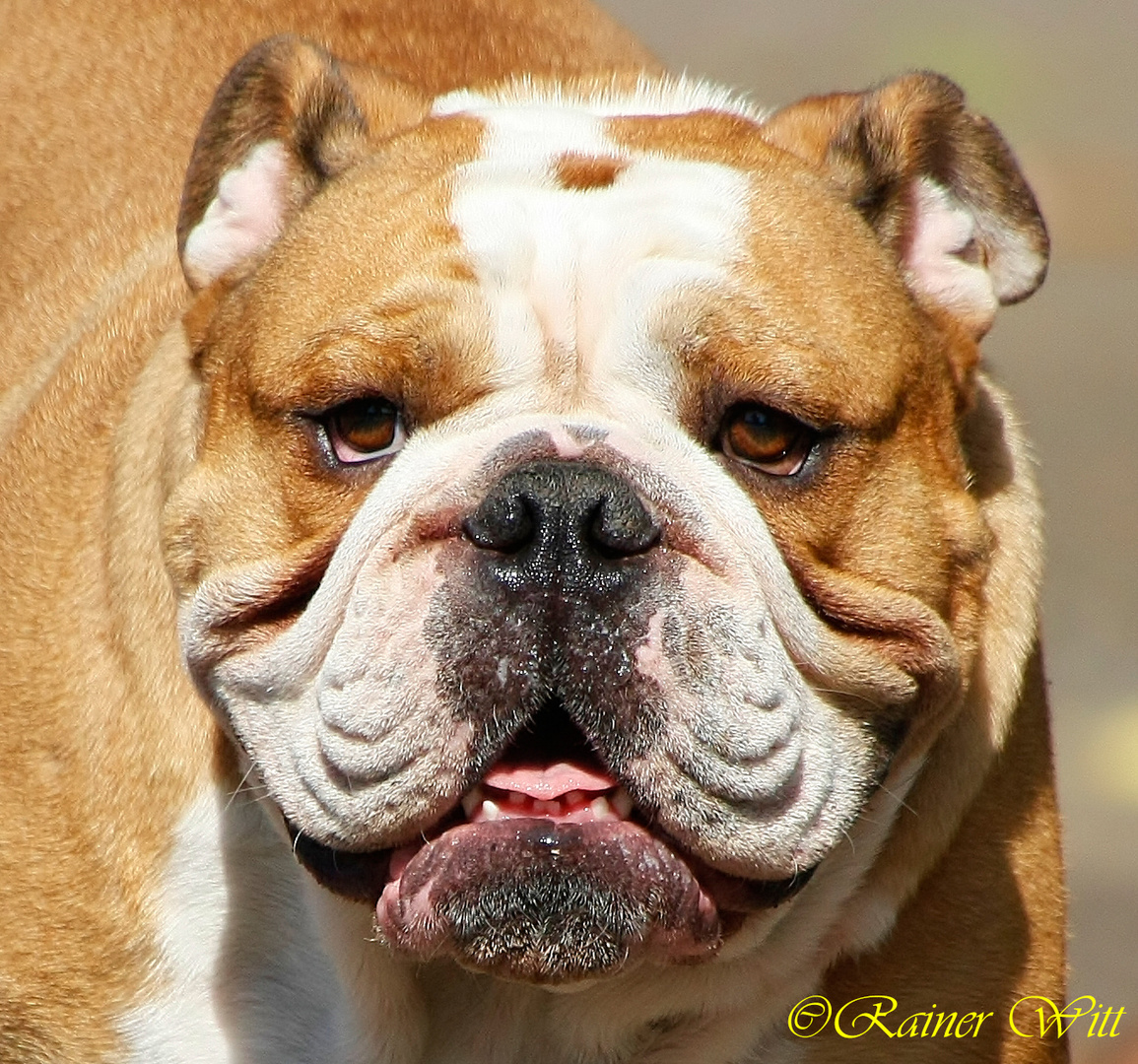 Englische Bulldogge