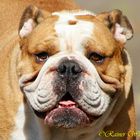 Englische Bulldogge