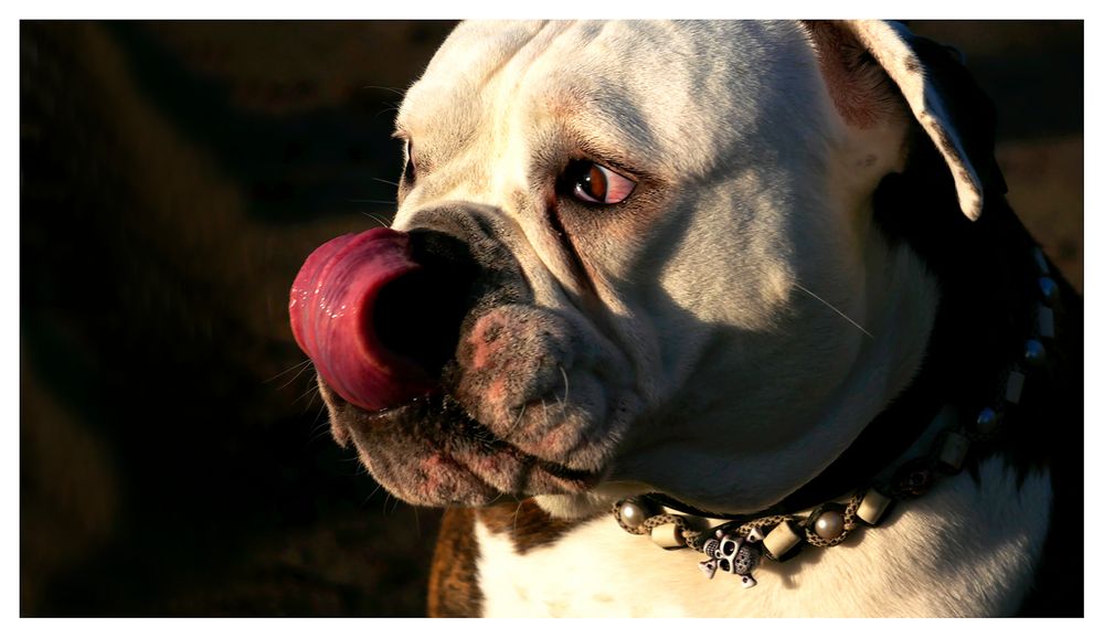 Englische Bulldogge