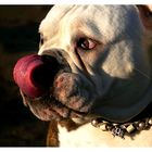 Englische Bulldogge