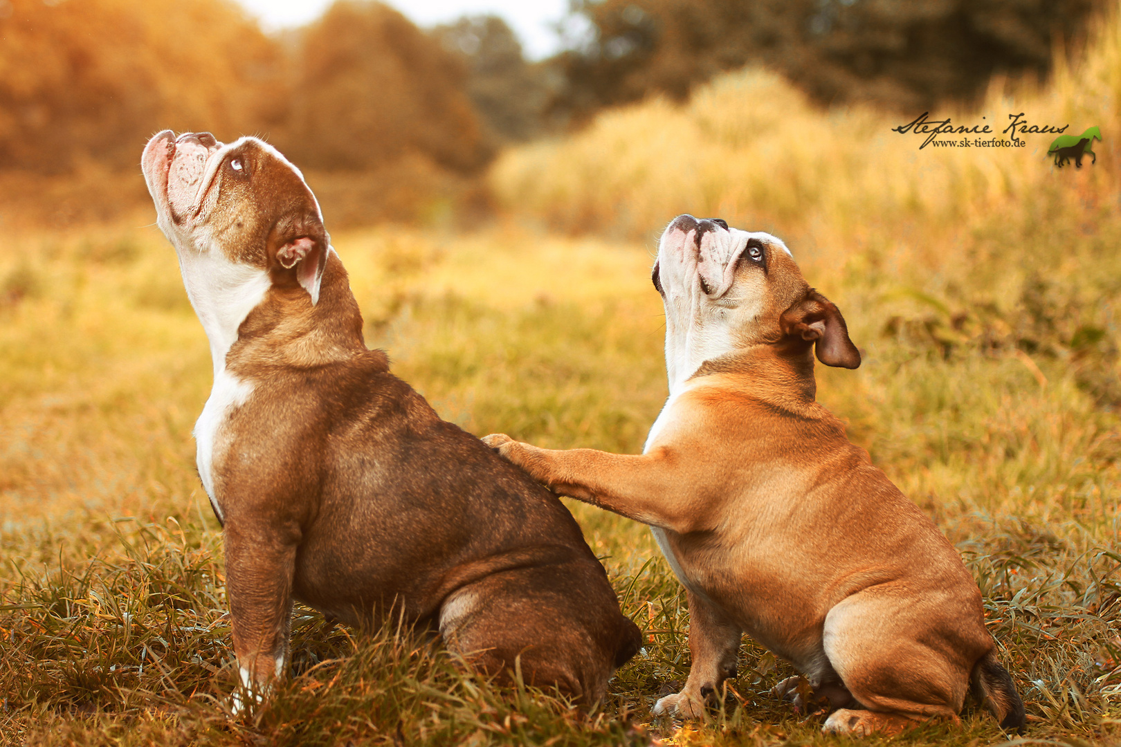 Englische Bulldogge