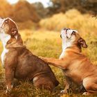 Englische Bulldogge