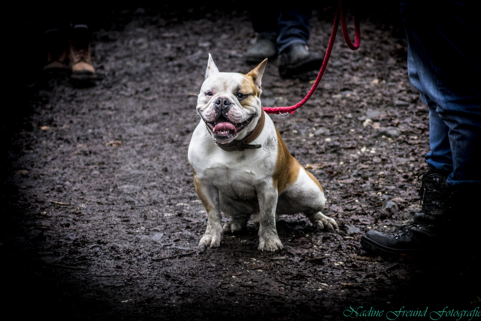 Englische Bulldogge