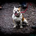 Englische Bulldogge