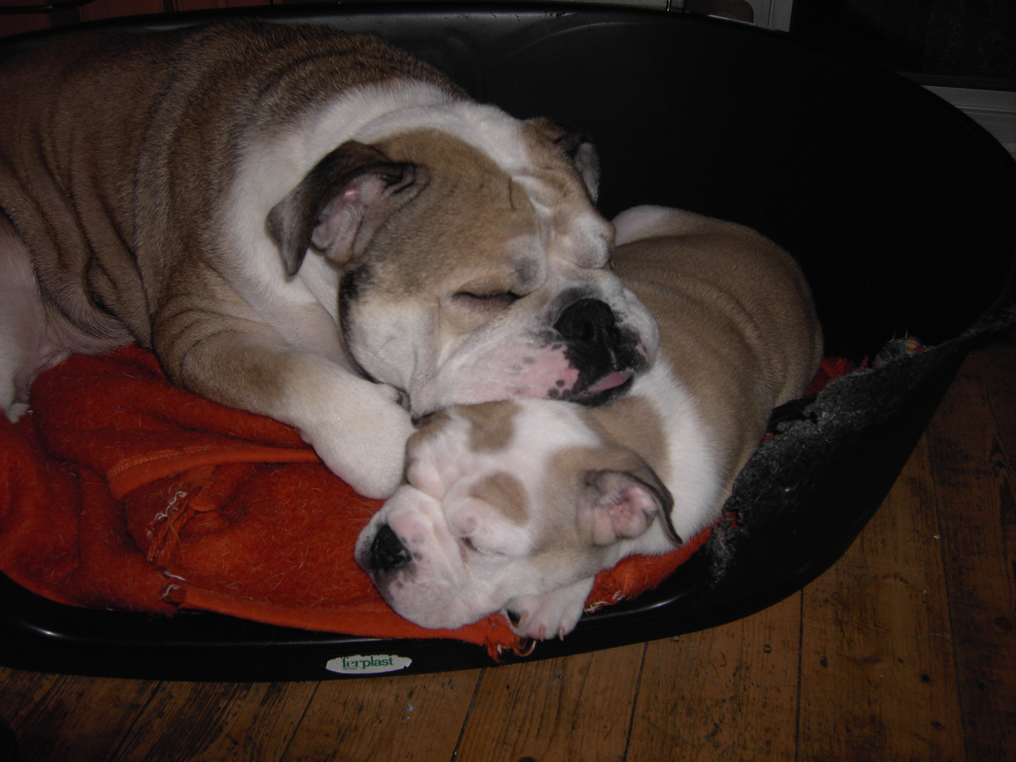 Englische Bulldogge Mama und Sohn