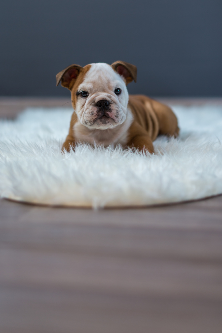 Englische Bulldogge_1