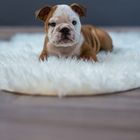 Englische Bulldogge_1