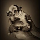 englische Bulldogge_3