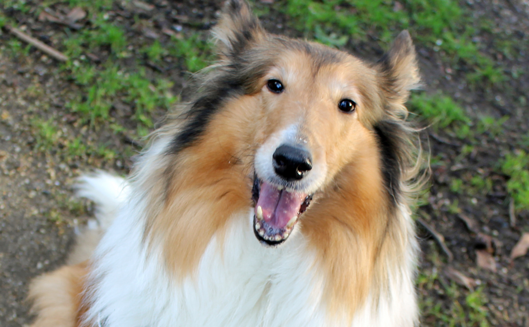 englische Colliehündin