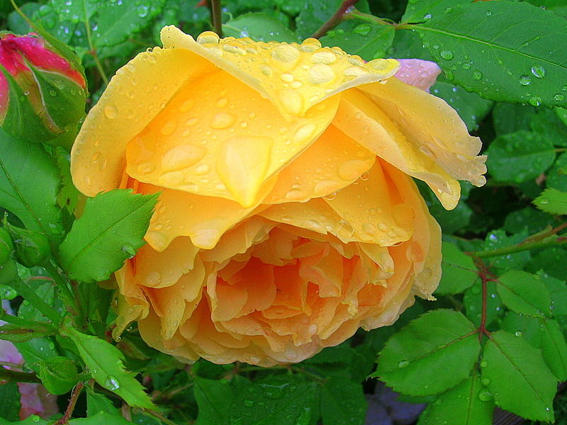 Englische "Golden Celebration" Rose nach dem Regen