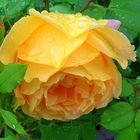 Englische "Golden Celebration" Rose nach dem Regen