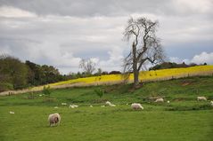 Englische Landschaftspfleger