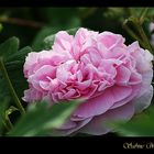 Englische Romantik Rose