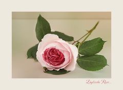 Englische Rose...