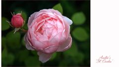Englische Rose...