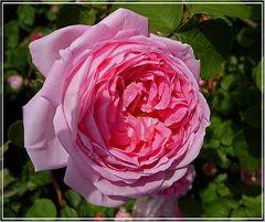 Englische Rose