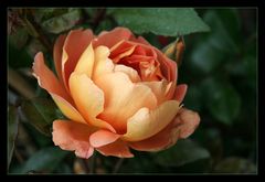 Englische Rose