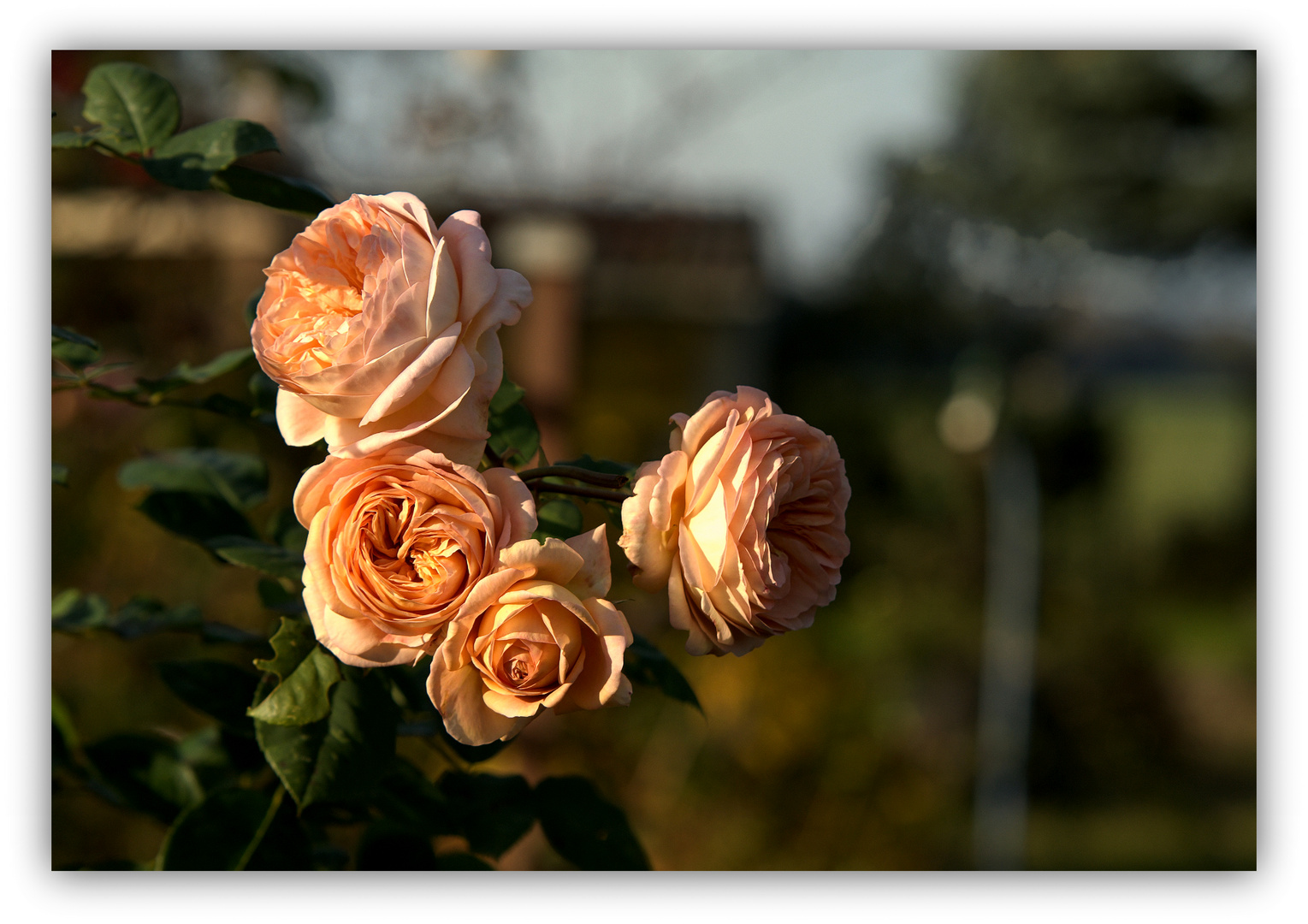 Englische Rose  AUSFather