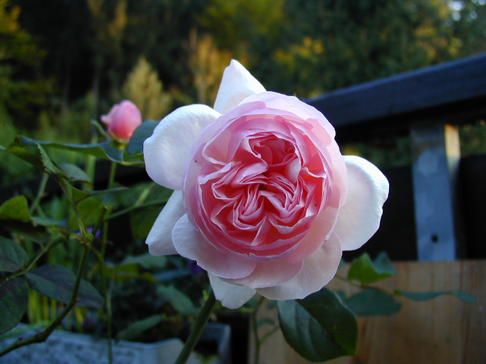 Englische Rose