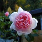 Englische Rose