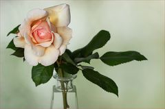 Englische Rose...