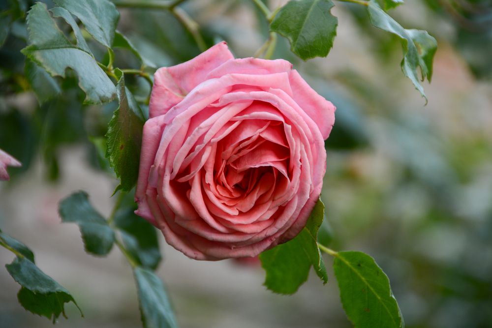 Englische Rose